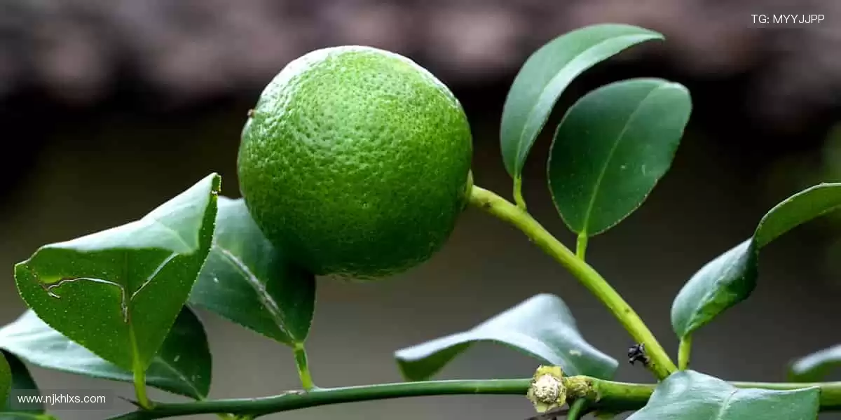 🏆 周边好物,点燃你的热爱!